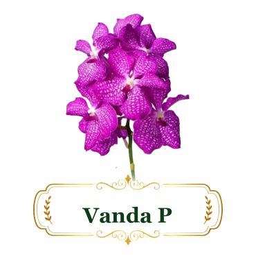 Vanda P orchid with vibrant purple petals and intricate patterns.