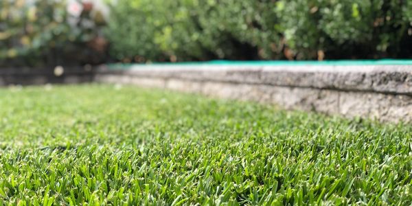 sir walter buffalo simply beautiful. Sydney turf installers