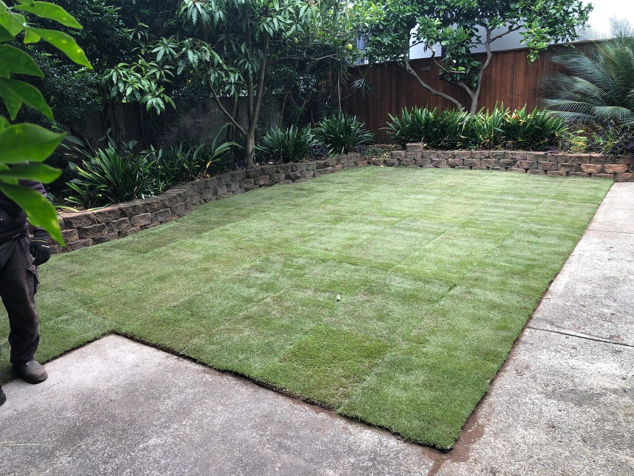 newly layed sir grange zoysia in Bellevue hill by Sydney Turf Installers