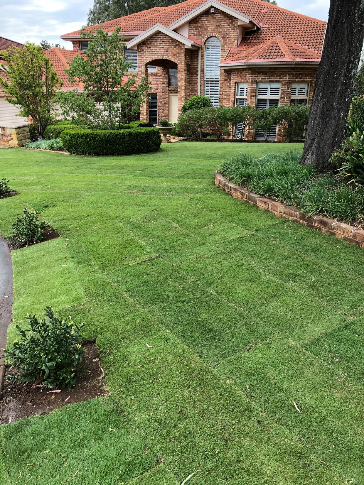 turf installation of sir grange zoysia in Glenmore park