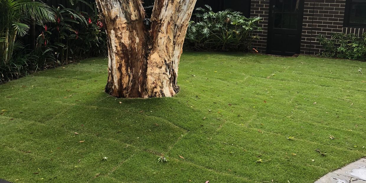 sir grange zoysia installed in Marrickville