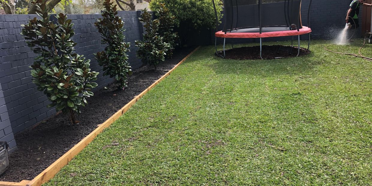 turf installation of sir walter buffalo in Mosman