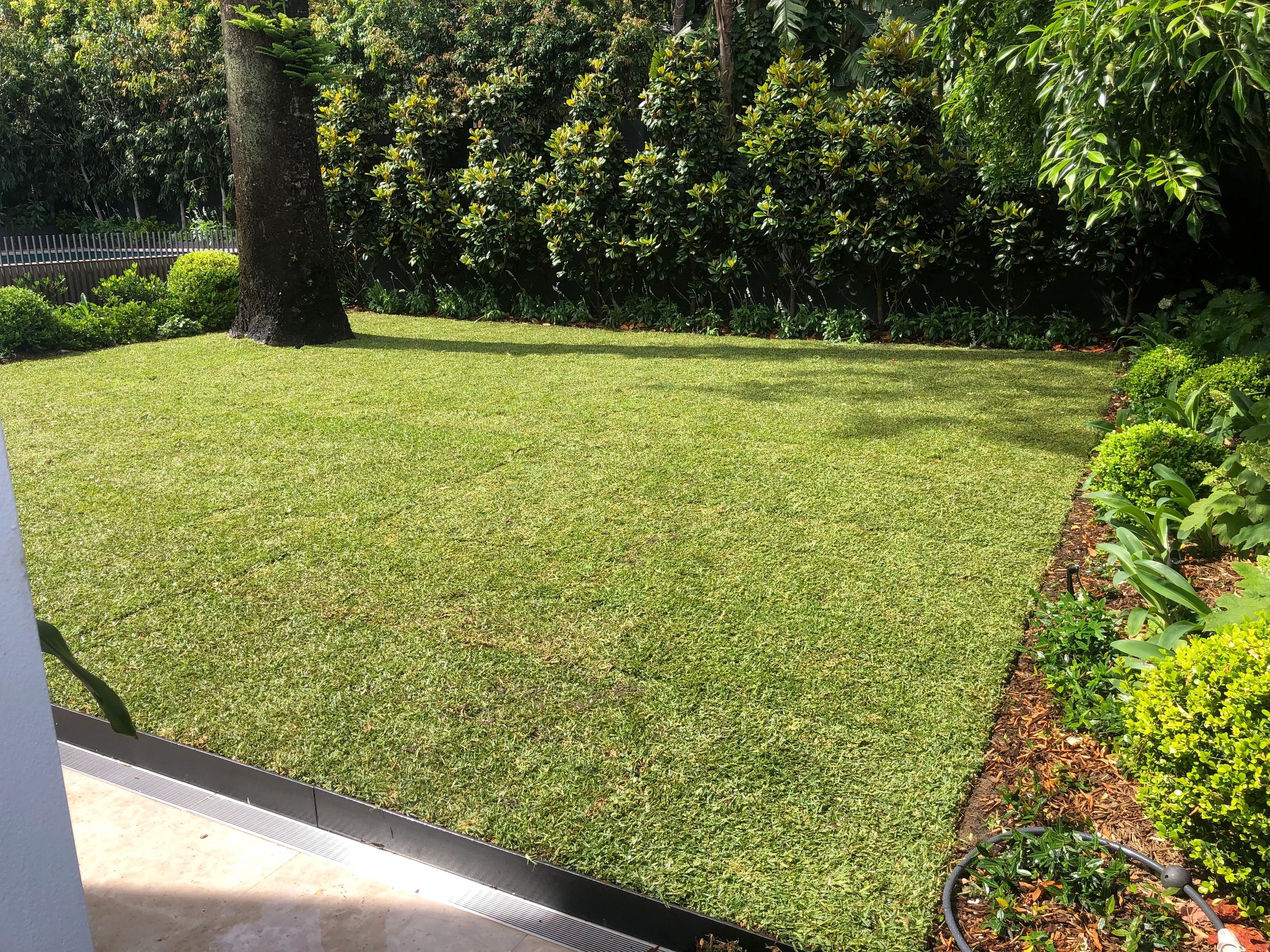 Turf installation of sir walter buffalo in Blacktown by Sydney Turf Installers