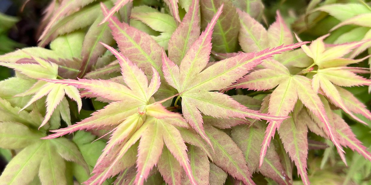 Acer palmatum ‘Japanese Princess’