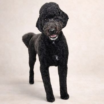 A black curly-haired dog standing against a light background.