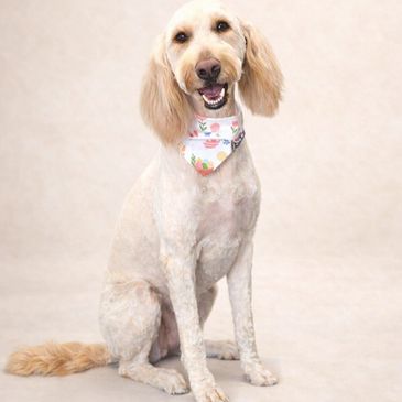 A happy dog wearing a colorful bandana sits against a plain background.