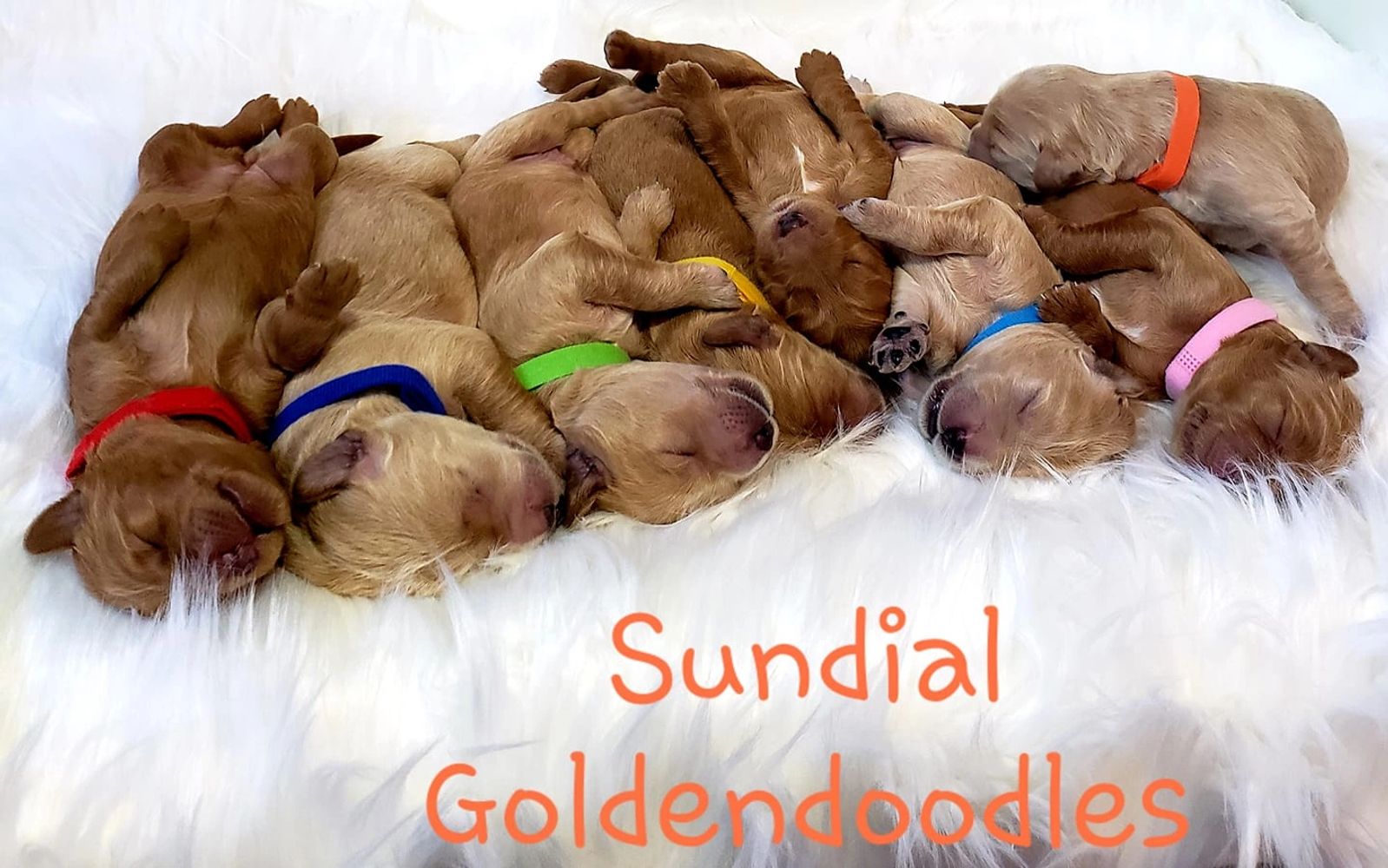 Apricot goldendoodle deals for sale