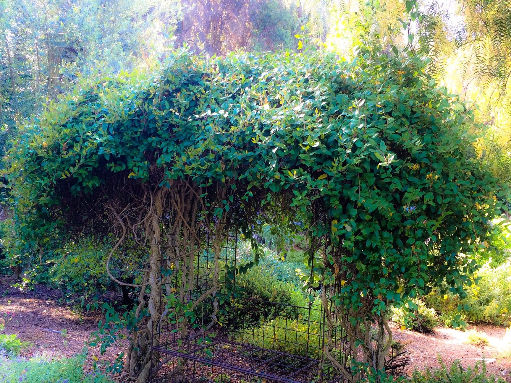 A leafy green archway with a metal bench beneath it in a sunny garden.