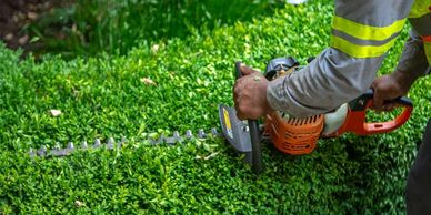 Person trimming a green hedge with an orange hedge trimmer.