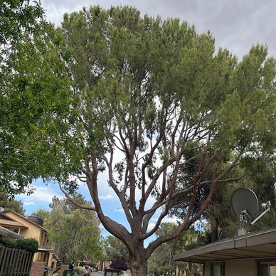 A large tree with a broad canopy in a suburban neighborhood under a cloudy sky.