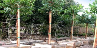 Young trees supported by stakes in wooden planters outdoors.