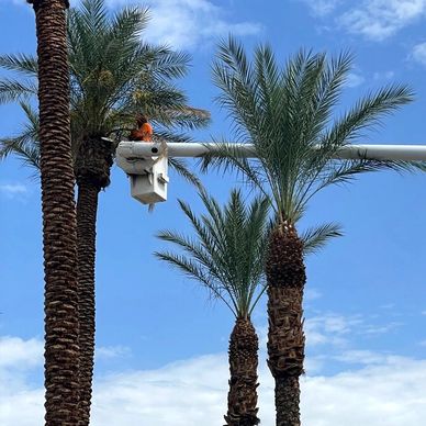 Worker trimming tall palm trees using a hydraulic lift under a blue sky.