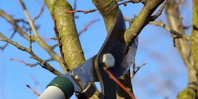 Pruning a tree branch with garden shears on a clear day.