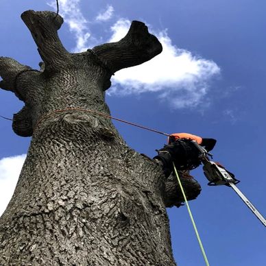 A worker with a chainsaw climbs a large tree against a blue sky.