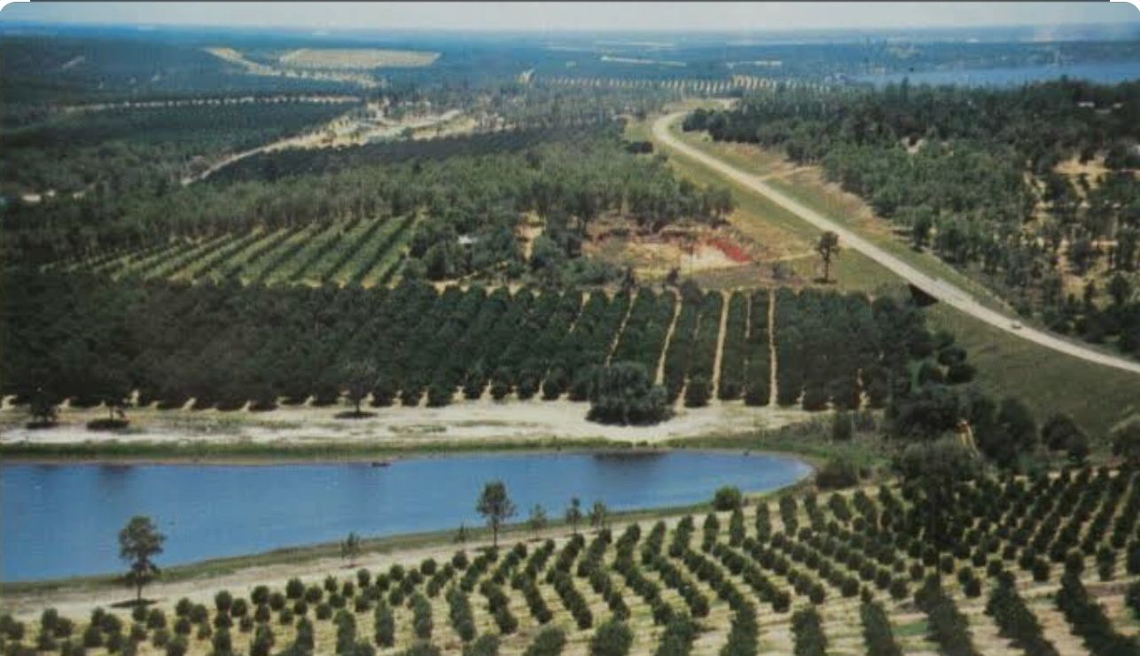 Aerial view of a large orchard with rows of trees and a small lake.