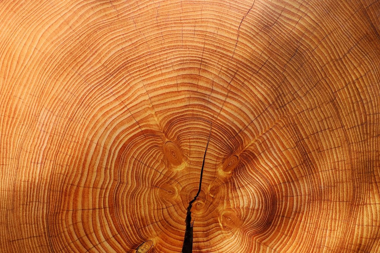 Close up of wood grain 