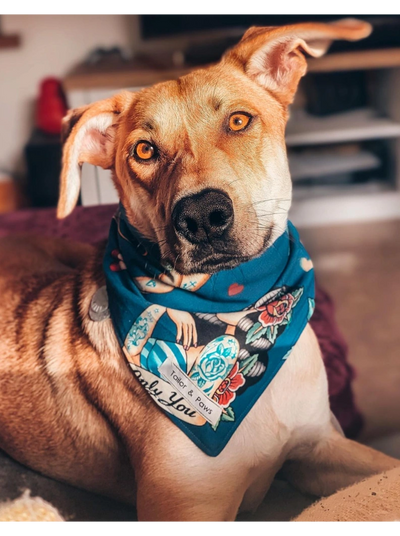 A large, fawn coloured dog with soft yellow eyes and pointy ears, wearing a blue tie on bandana.
