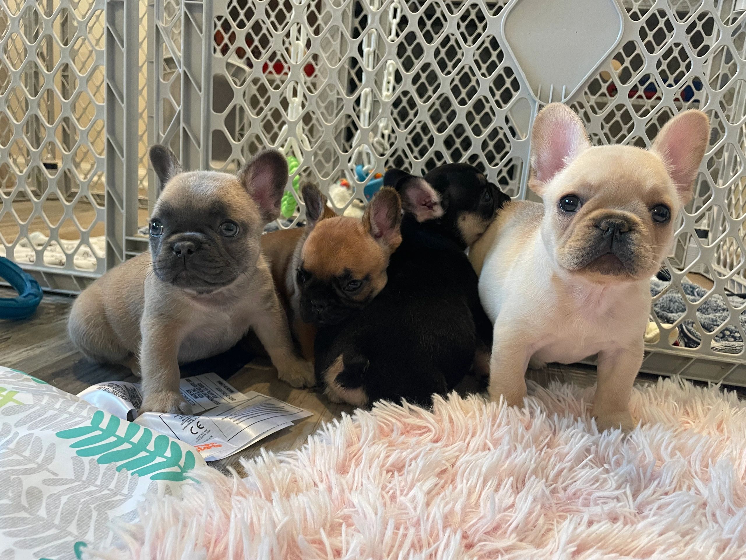 Available puppies