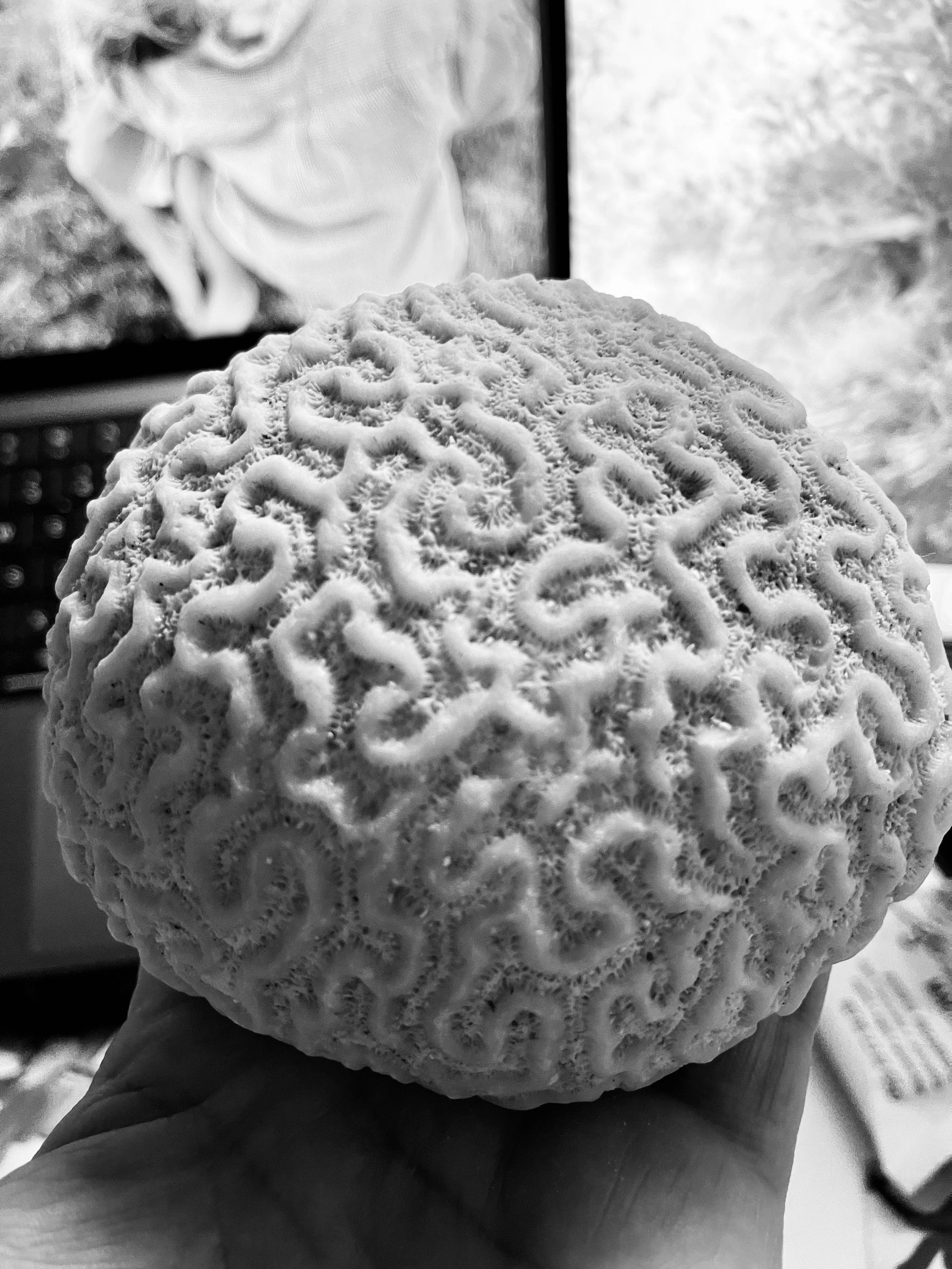 Brain Coral