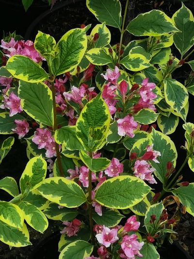weigela shrub in bloom