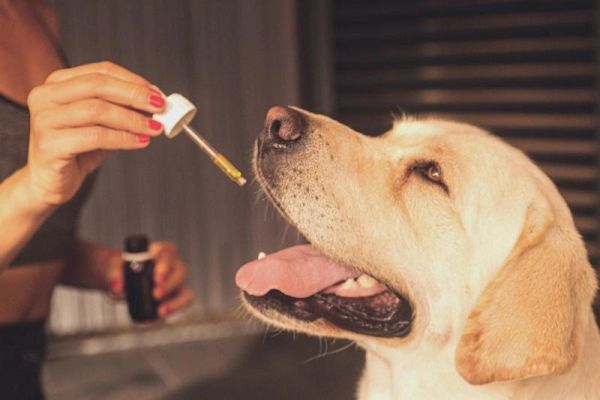 Person giving a Labrador dog medicine with a dropper.