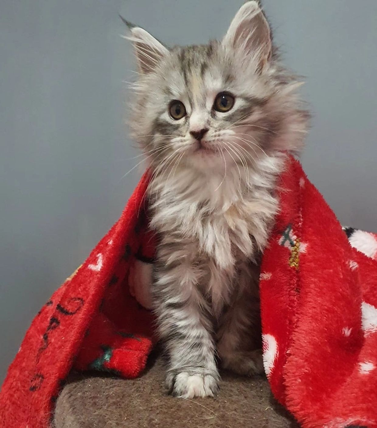 Silver Tabby Maine Coon Kitten Maine coon breeders UK Derbyshire midlands.maine coon kitten for sale
