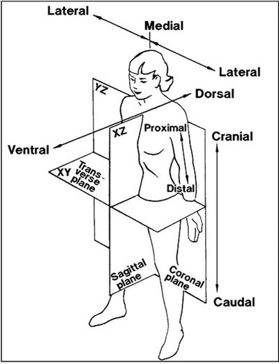 Anatomical planes