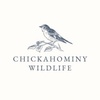Chickahominy Wildlife
