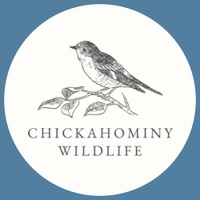Chickahominy Wildlife