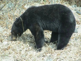 Wasilla Locksmith Safe and Vault