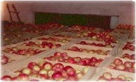 The Apple Sector In Macedonia