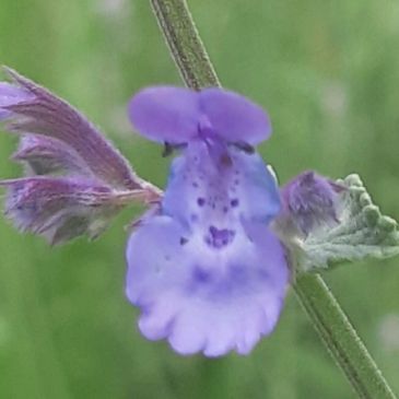 Close-up of a delicate purple wildflower with unique petal shapes.