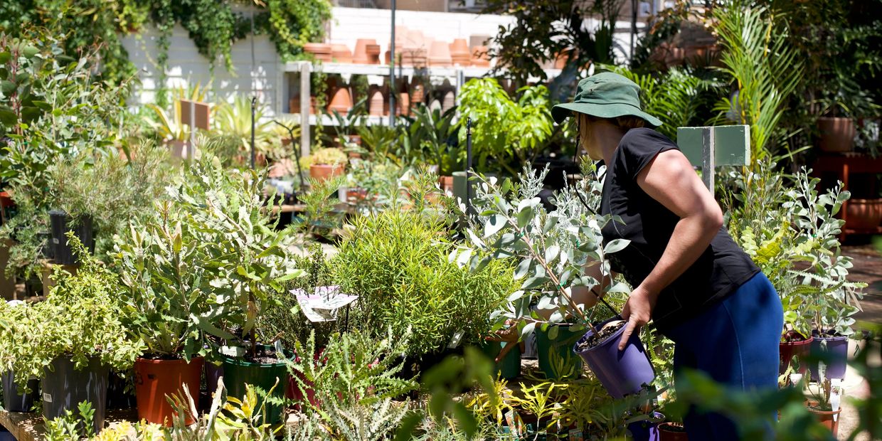 Tending to Native Outdoor Plants at Harbour Plants. 