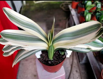 Clivia For Sale