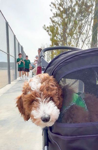 Curious puppy peeks out of a stroller at a sunny outdoor park.