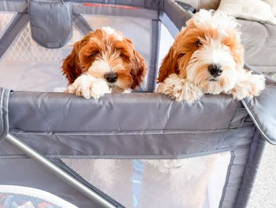 Mini female goldendoodle red and white