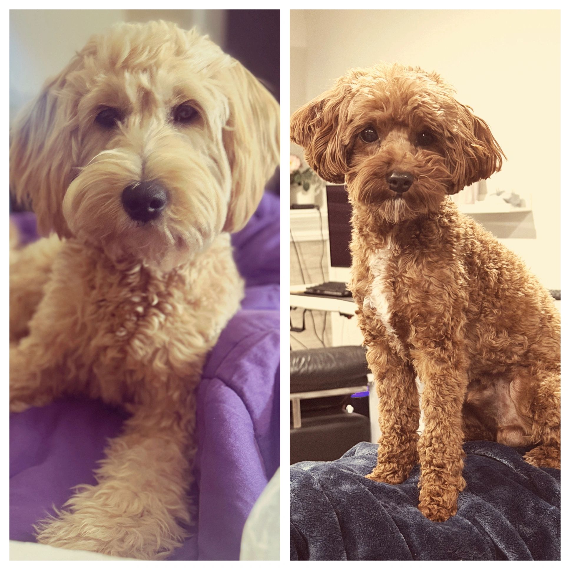 Two small, curly-haired dogs posing indoors with attentive expressions.