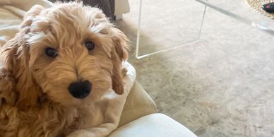 Fluffy golden puppy resting on a couch.