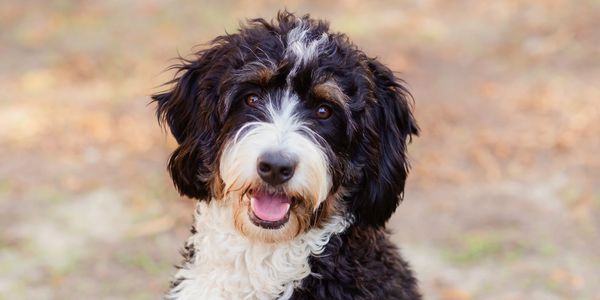 Mini Bernedoodle smiling