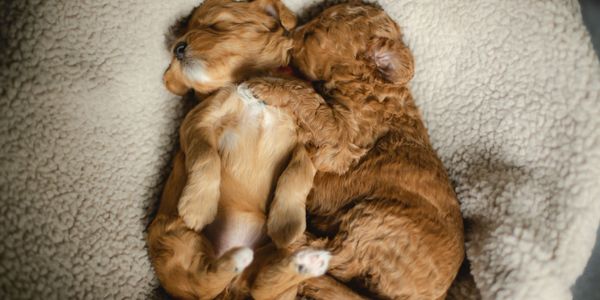 Goldendoodle puppies sleeping