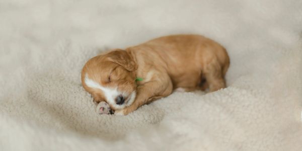 Goldendoodle puppy sleeping