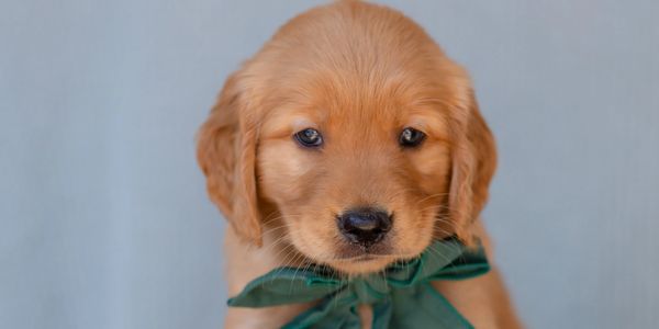 Golden Retriever puppy with bowtie