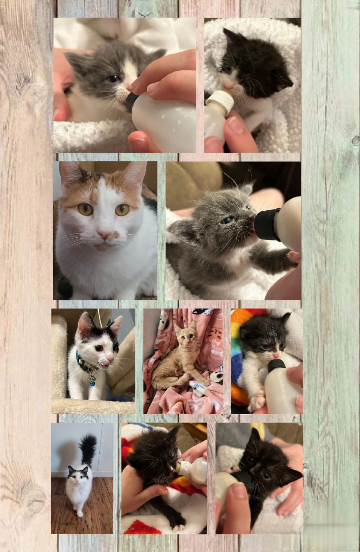 Keeper Rescuer Animal Keepers Rescue