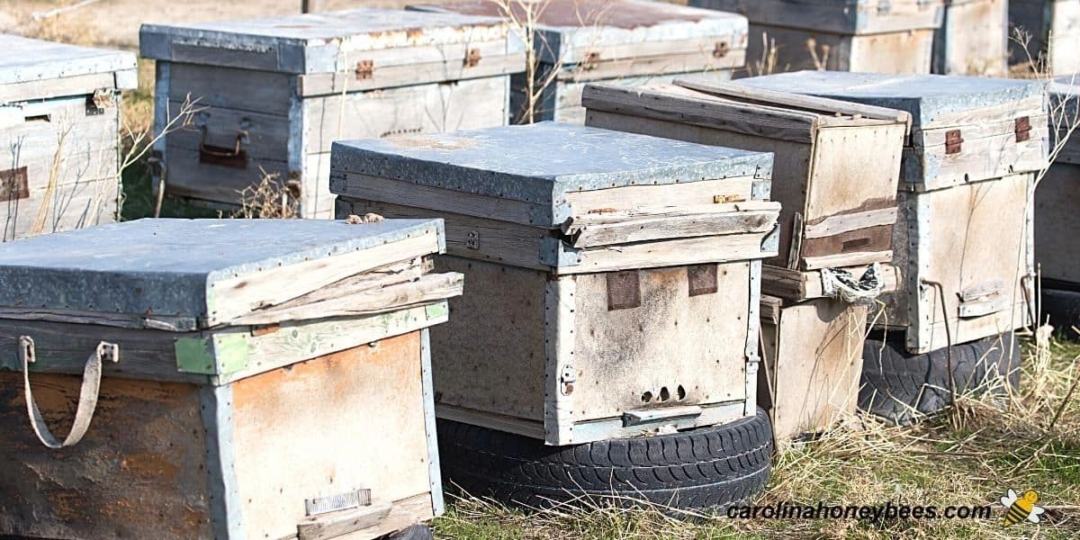 Beekeeping the old way, News