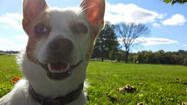A cheerful chihuahua mix grins into the camera at Pinkerton Park, Franklin, Tennessee