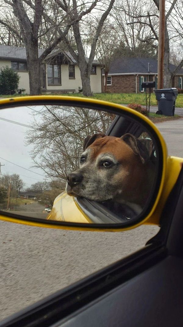 A senior boxer dog looks out the window of a yellow car