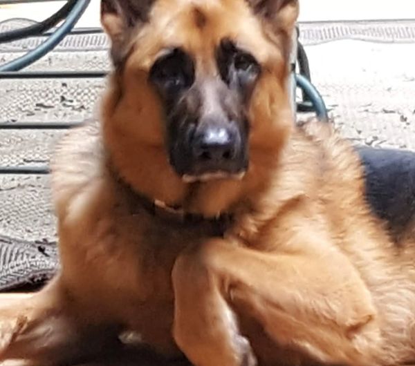 German shepherd laying on a sunny patio