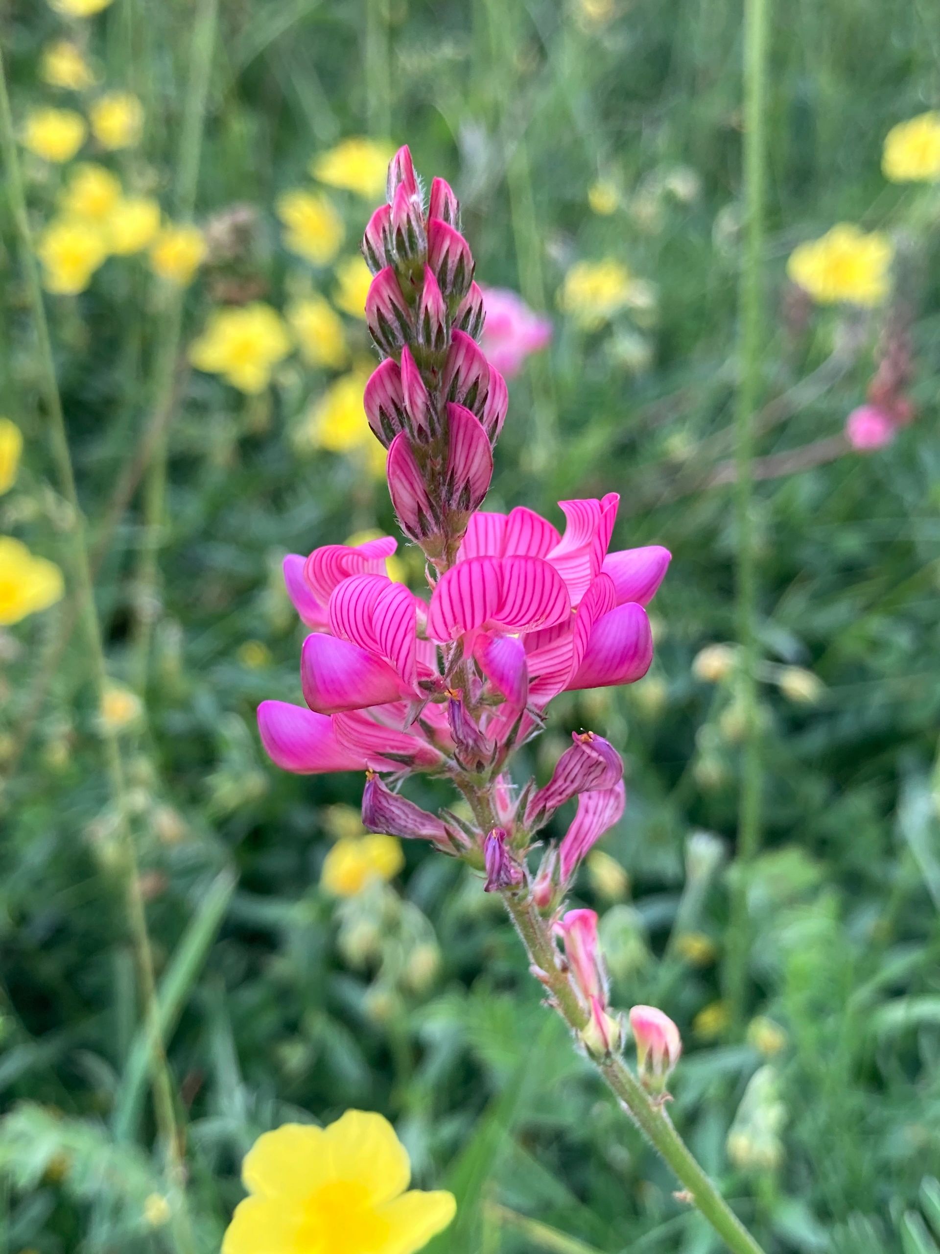 Spiney Restharrow 