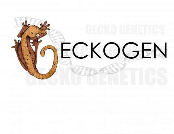 Geckogen