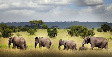 Safari with elephants in Ruaha National Park